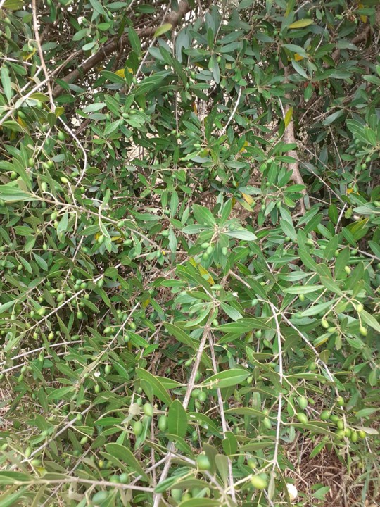 Zambujeiro com azeitona. Foto original. 2021.06.22.jpg