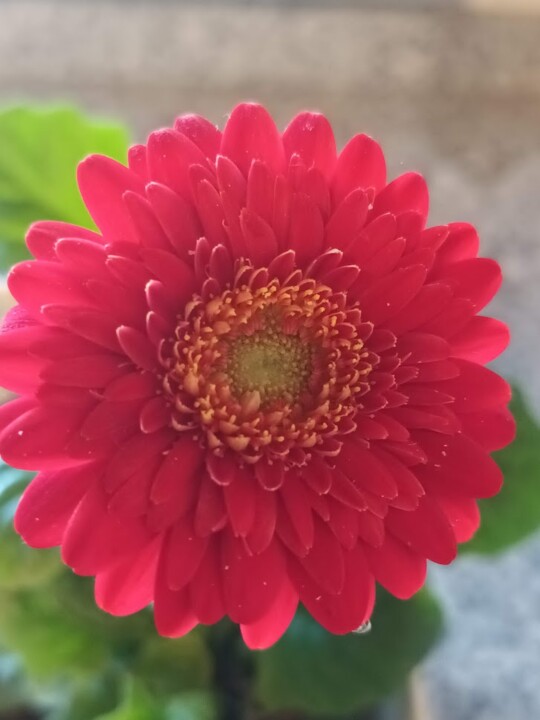 Não me canso disto_flores.jpg