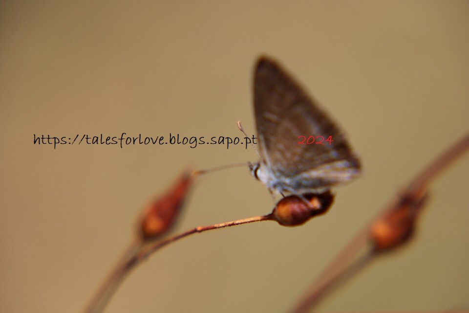 IMG_5157 blog eng.JPG