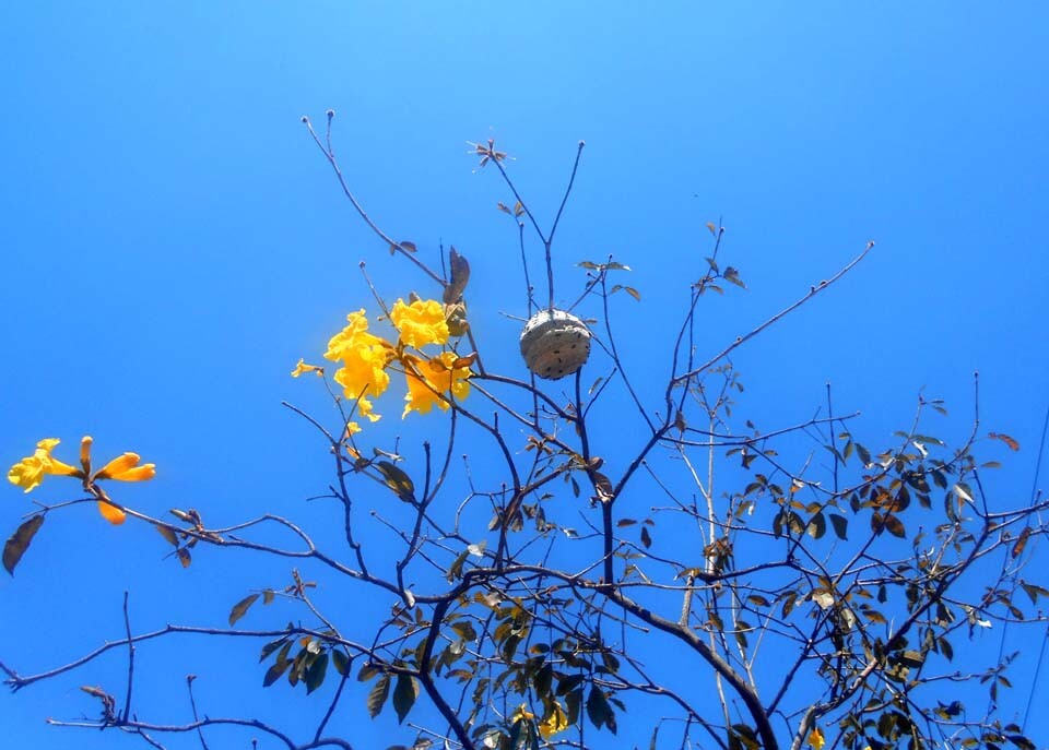 ipe-amarelo.jpg
