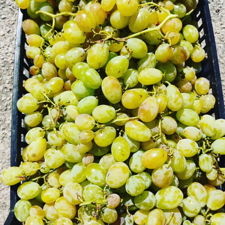 370618041_686205873536826_9092629253796855709_n.jp