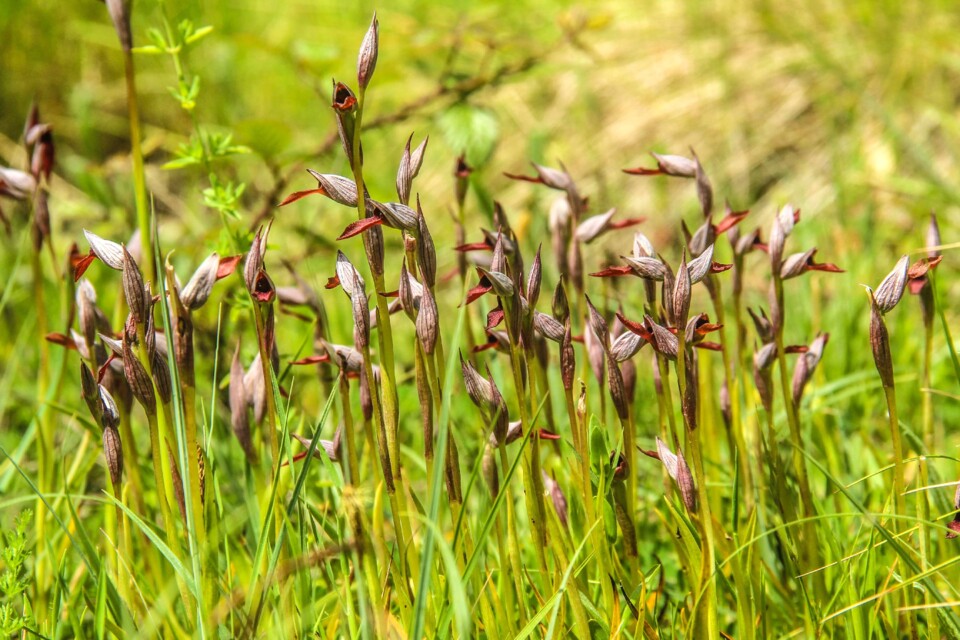 serapias strictiflora 9.jpg