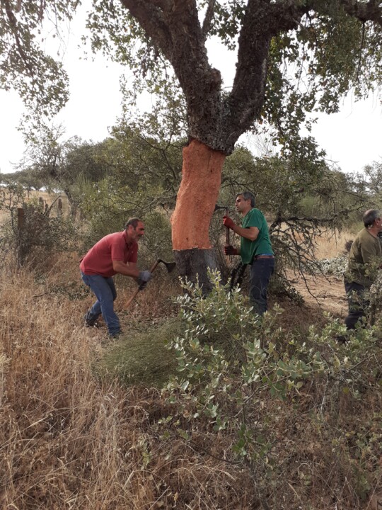 Descortiçamento. Ervedal. Foto Original. 2022.06.15.jpg