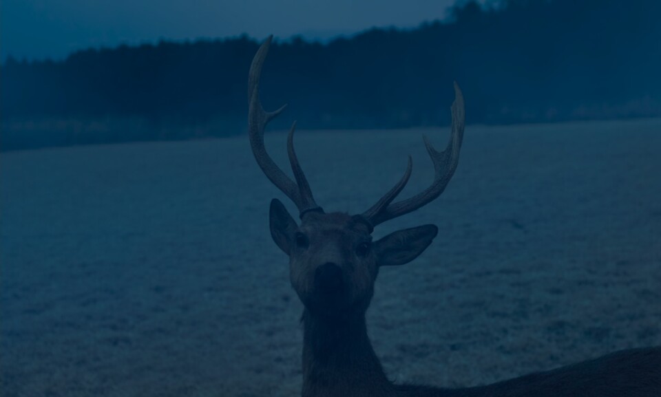 O mal nao esta aqui _ veado 1.jpg