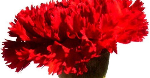 25-Abril-cravo.jpg 25-Abril-cravo.jpg