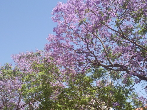 Jacarandás 2015 Almada. Foto original de DAPL.jpg