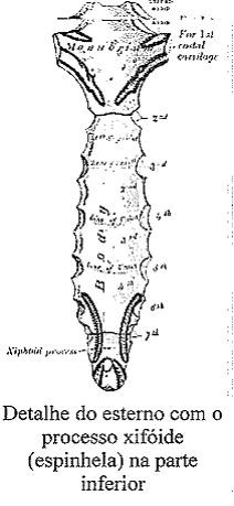 Espinhela descaída.jpg Espinhela descaída.jpg