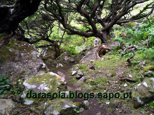 Azores_flores_faja_grande_17.JPG