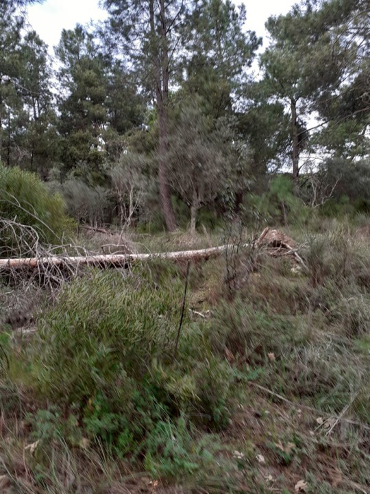 Mato na Serra. Foto original. 2021. 01. jpg