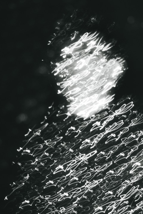 Fera de Esferovite, Roberto Gamito