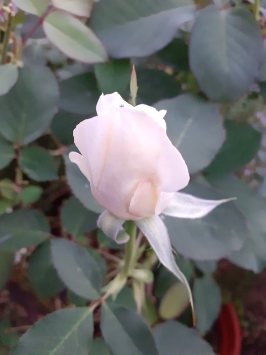 Botão de rosa. Foto original. 2021.10.19.jpg