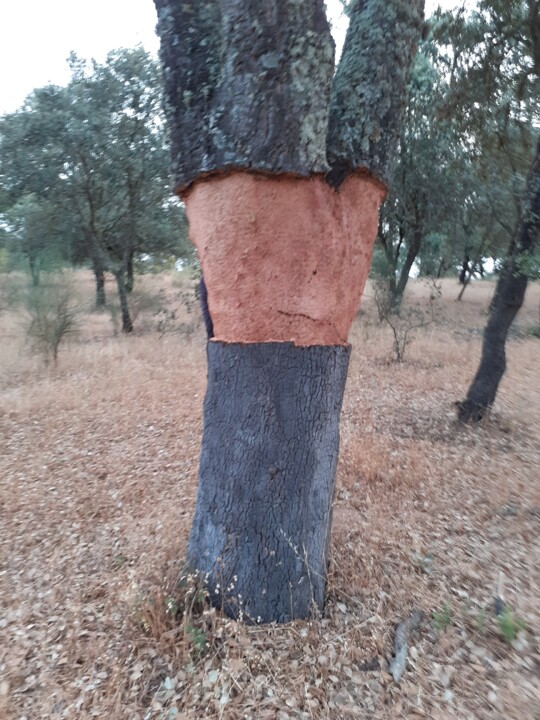 Sobreiro do Pai. Foto original. 2022.06.15.jpg