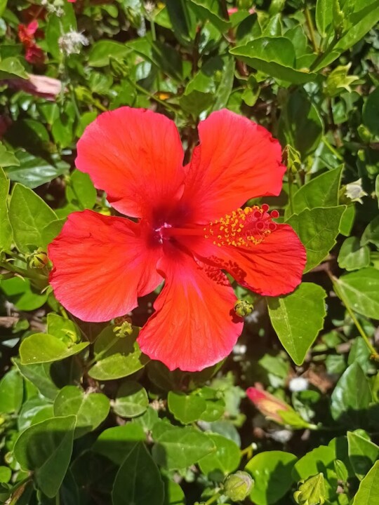 Não me canso disto flor.jpg