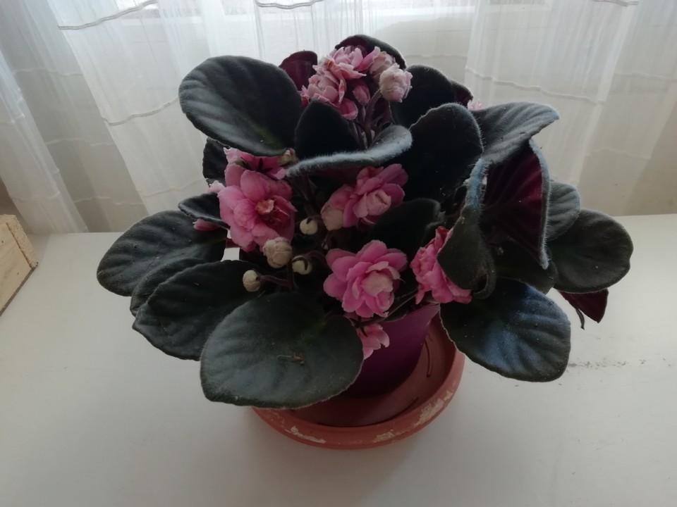 IMG_20210430_132834.jpg IMG_20210430_132834.jpg