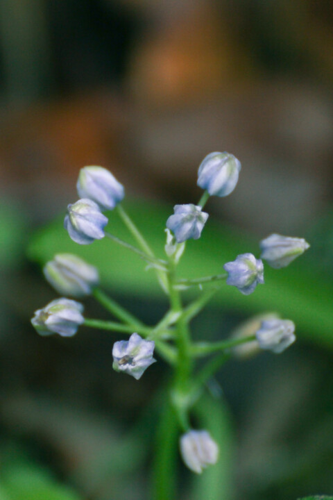 scilla monophyllos 3.jpg