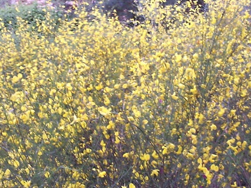 Foto original de DAPL Primavera é Esperança 2014 Aldeia.jpg