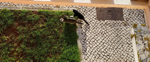 peqzalmoco.jpg peqzalmoco.jpg