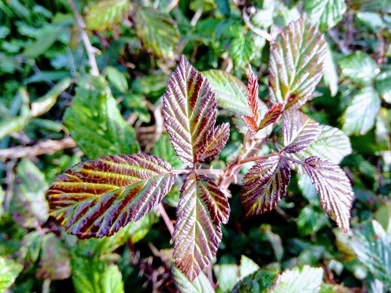 82172417_2806078322757050_6055333996739428352_n.jp