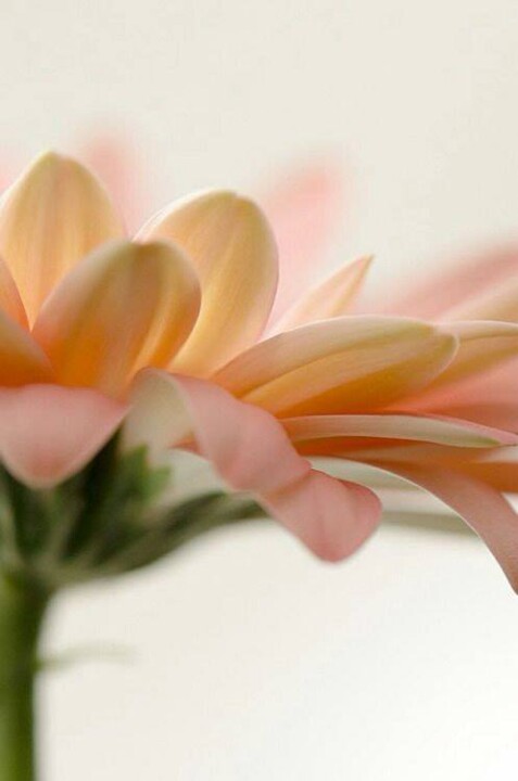 60502577_2130241323738395_5584771654598262784_n.jp