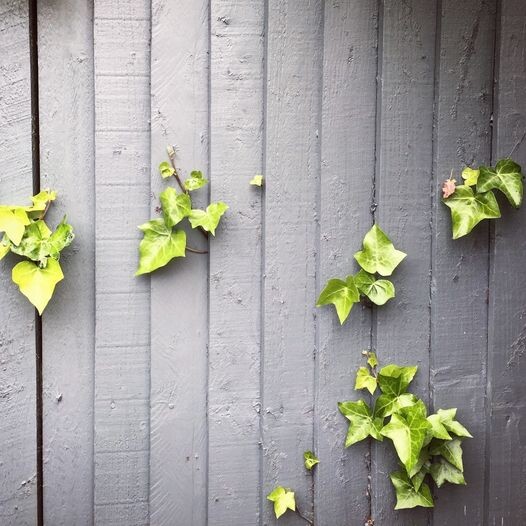 11741050_10202997762624609_6595723511803967998_o.j