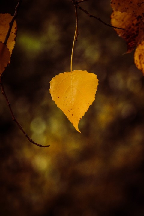 outono_quinta_das_conchas 5.jpg