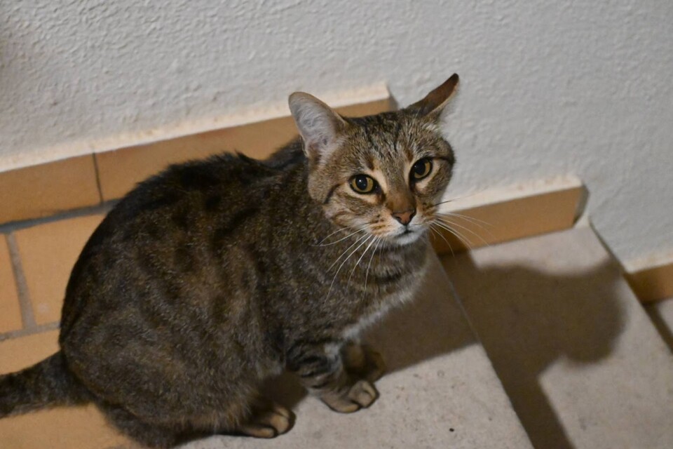 Não me canso disto JOCA3.JPG