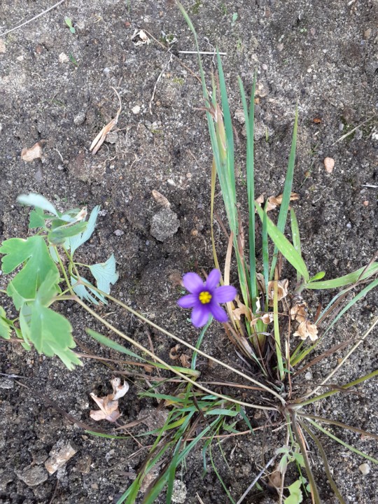 Jardim Gulbenkian. Foto original. 2021.08.01.jpg