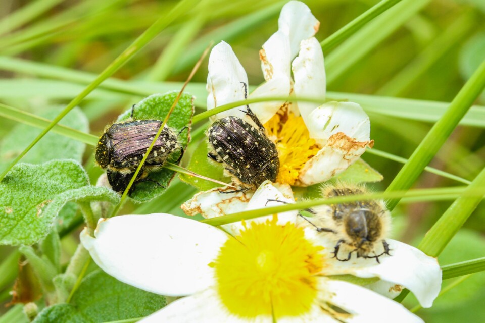 escaravelho das flores 4.jpg