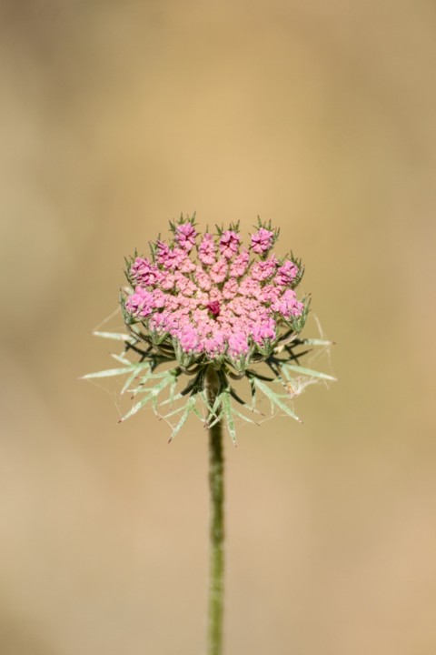 daucus carota 7.jpg