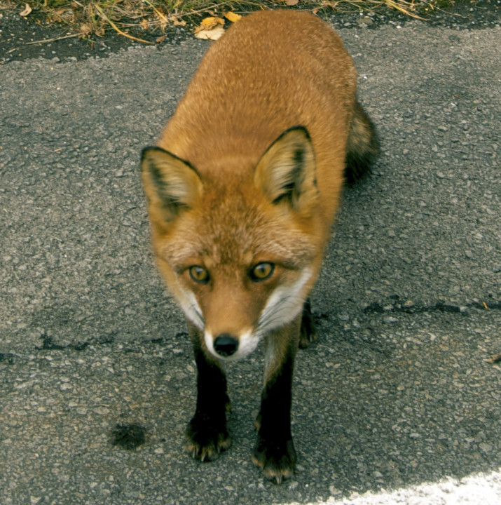 Vulpes_vulpes_schrencki_02.jpg