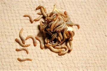 1024px-Mealworm.jpg