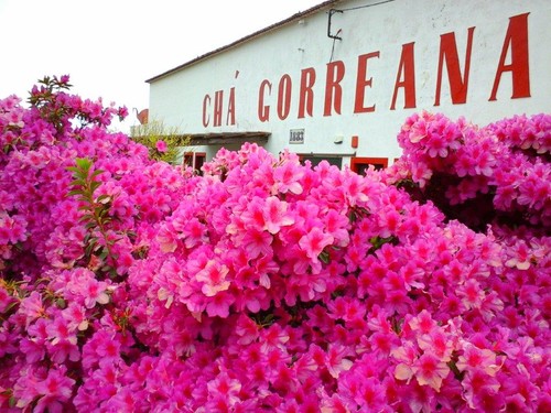 gorreana_azaleas1.jpg gorreana_azaleas1.jpg