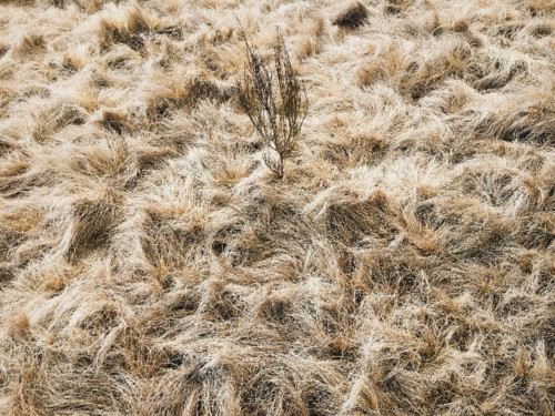 iPhone - Foto 2018-02-17 11_41_47.jpeg