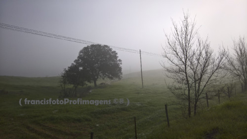 Manhãs de nevoeiro.jpg