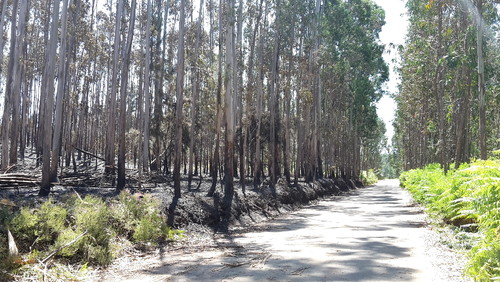 Valongo incêndio Salgueiro.jpg