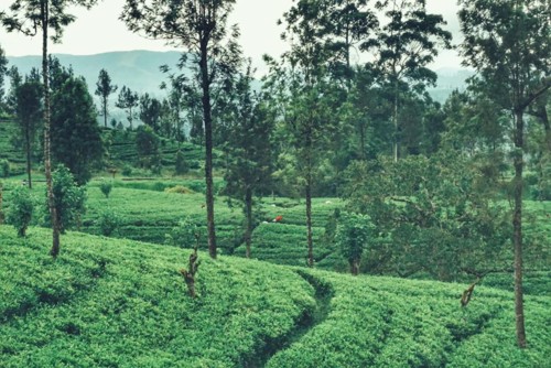 22222059_10214598286100929_1126480709206423872_n.j