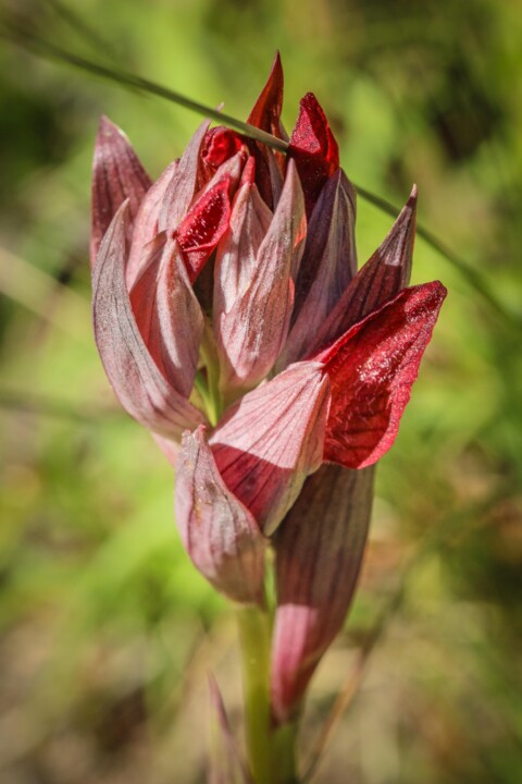 serapias cordigera 3.jpg