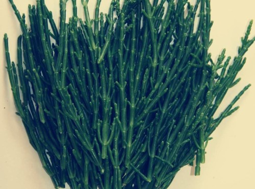 47057903_1253259154813843_2961626236901654528_n.jp