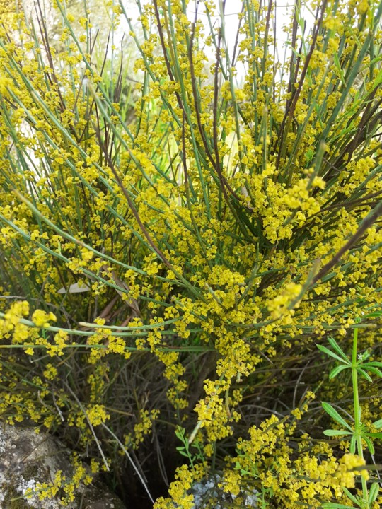 Giesta florida. Foto Original. 2021.05.02.jpg