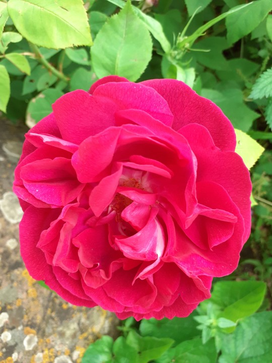 Rosa do Apeadeiro da Mata. Foto Original. 2021. 05. jpg