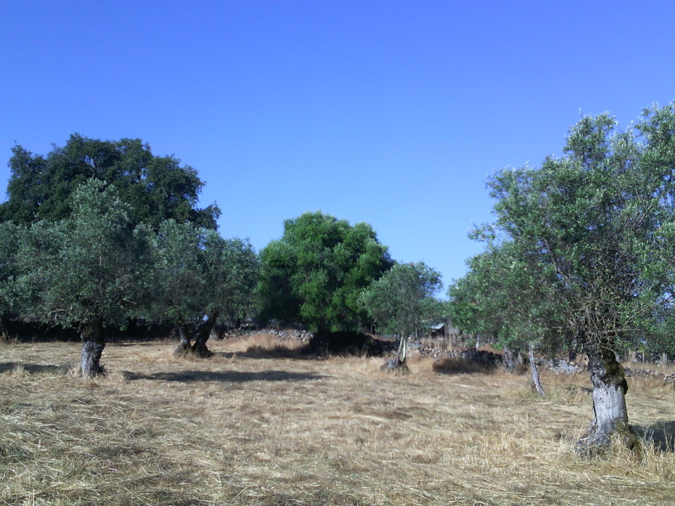 Oliveiras. 2020. 08. jpg