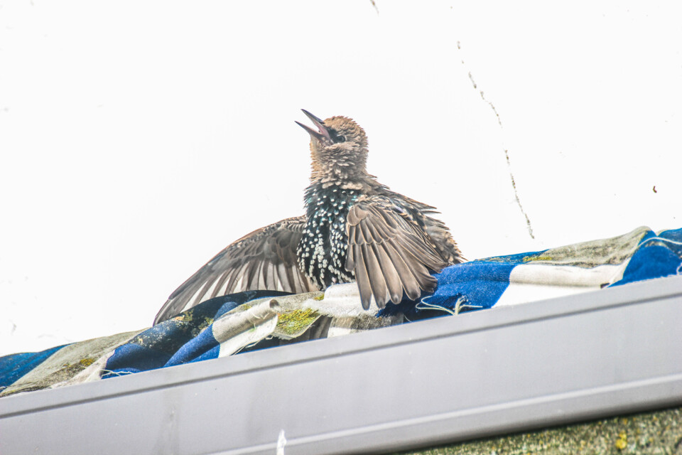 sturnus vulgaris 9.jpg