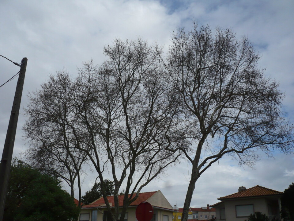 Arvores nuas P1050908.JPG