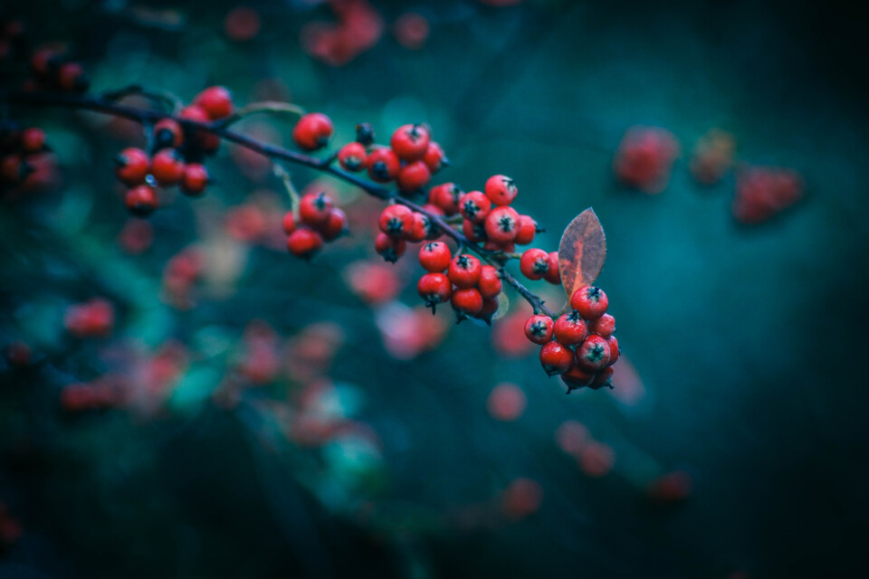 quinta das conchas 7.jpg