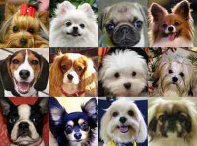 popular-small-dog-breeds.jpg