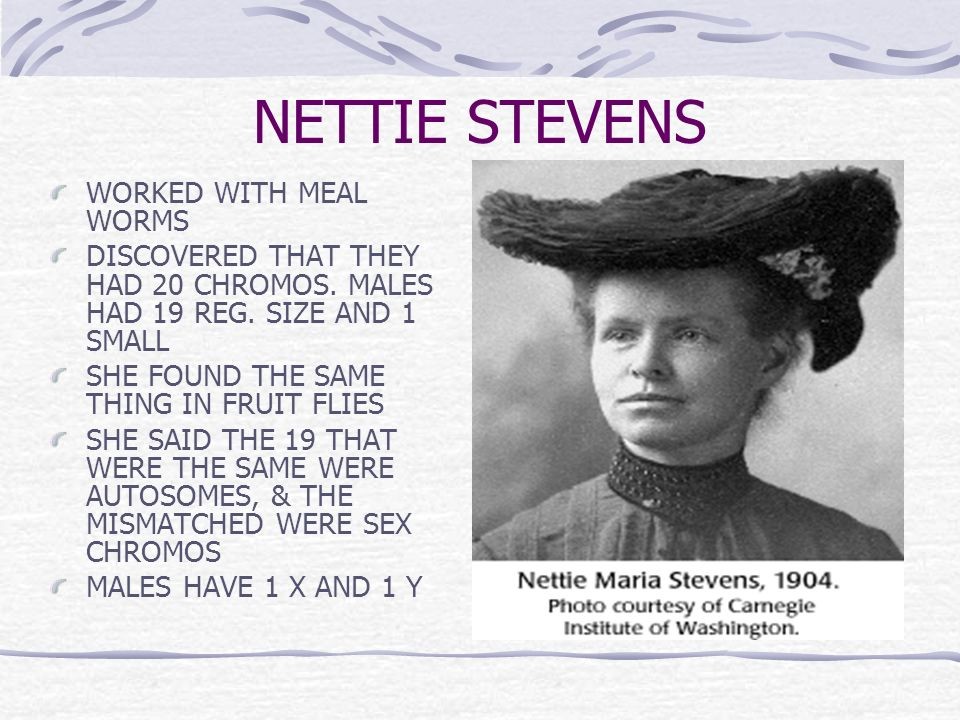 nettieStevens-1904.jpg