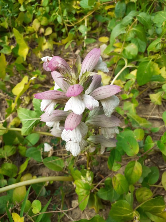 Acanto. Foto Original. 2021.08.01.jpg