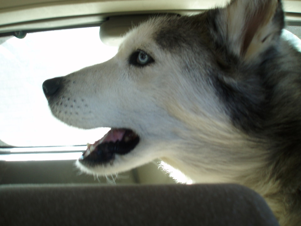 Husky - 2011.JPG Husky - 2011.JPG
