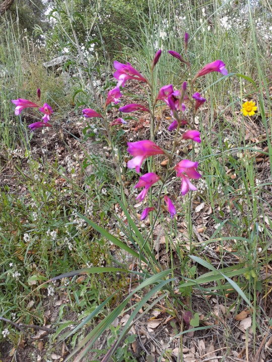 Gladíolos Italícus Foto original. 2021.05.11.jpg