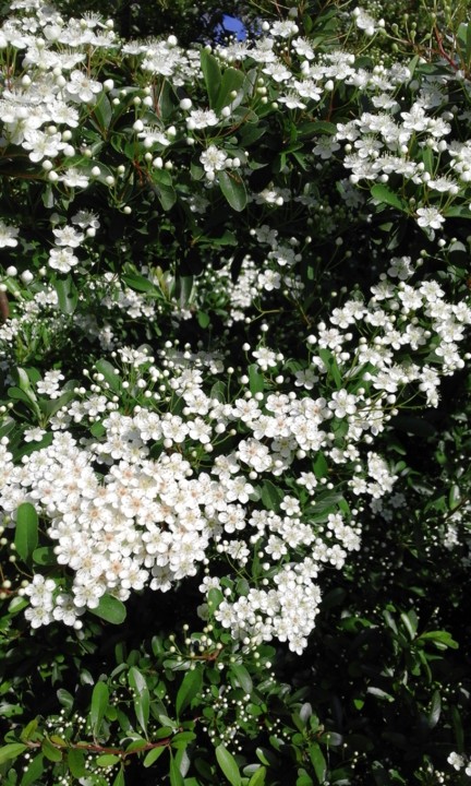 A caminho do Boi DÁgua. Foto original. 2020. jpg